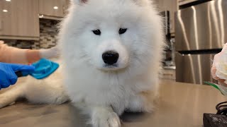 Today I Groom My Samoyed Puppy [upl. by Yatnohs]