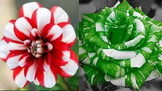 DIY Tutorial cara membuat Bunga Mawar dari Plastik Kresek  How to make Rose Flower from Plastic Bag [upl. by Selway]