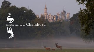 Le brame du cerf  Château de Chambord [upl. by Keryt398]