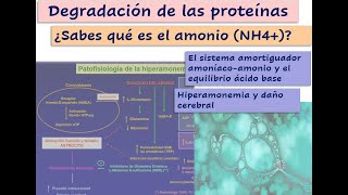 Degradación de proteínas y Amonio Mecanismos de eliminación del amonio Patología y daño cerebral [upl. by Flo]