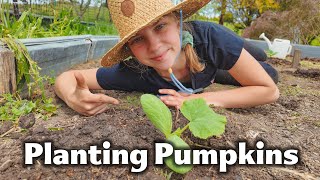 Growing Pumpkins in Cold Tasmania  Will It Work  Farm Vlog [upl. by Reger]