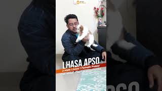 Lhasa Apso 2 Male 1 Female viral [upl. by Annoek]