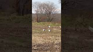 redcrowned cranes 002 hokkaido japan [upl. by Coltin569]