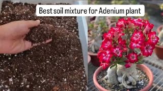 Adenium plant soil mixture Adenium plant care Desert Rose potting mix adenium adeniumplantcare [upl. by Rika]