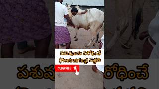 పశువులను నిరోధించే పద్ధతి Restraining method of cattle [upl. by Kristoforo]