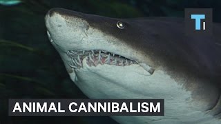 The most fascinating examples of cannibalism that exist today [upl. by Adile654]