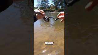 Spring fishing on the Goulburn River means one thing BIG RAINBOW TROUT fishing troutfishing [upl. by Eirrot]