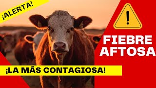 🚨 FIEBRE AFTOSA EN EL GANADO 🚨  LA ENFERMEDAD MÁS CONTAGIOSA EN EL GANADO [upl. by Nevi]