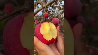 OMG 👀What A Fruits ⁉️😱fruits fruitcutting shortsviral [upl. by Elyr989]