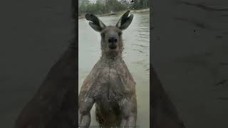 Dawg vs kangaroo edit troll animals trollface [upl. by Leamsi]