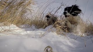 Field Bred English Springer Spaniel [upl. by Hartill554]