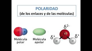 Polaridad de las moléculas y de los enlaces [upl. by Brodsky]