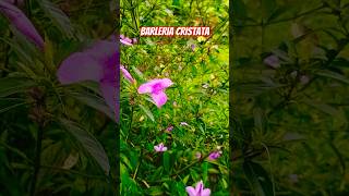 Barleria Cristataflower flowers flowerphotography floweroftheday flowerlovers [upl. by Zanahs]