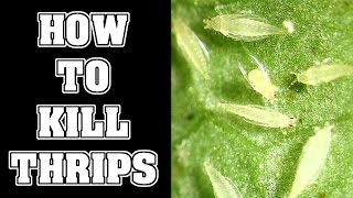 How To Get Rid Of Thrips Pests In Your Garden [upl. by Nylirret]