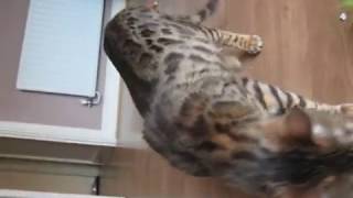 Crazy wild bengal cat  So you want a bengal cat [upl. by Aseram]