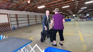 The Mighty Bouvier des Flandres A Loyal Guardian petzpaws learndontreturn bouvierdesflandres [upl. by Jemmy]