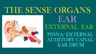 EARS  EXTERNAL AUDITORY CANAL PINNA TYMPANIC MEMBRANE  EARDRUM [upl. by Panthea]