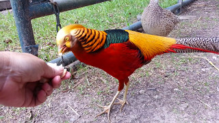 Red Golden pheasants Ceasar and his girls [upl. by Den378]