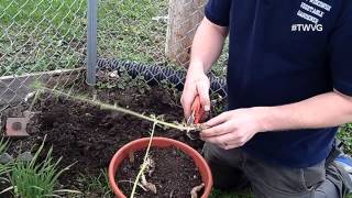 Planting Horseradish  Straight to the Point [upl. by Eastman]