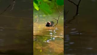 Common Moorhen Fledgling Wading Water 🐦 shorts wildlife nationalbird [upl. by Elledoj]