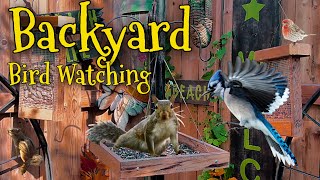 🔴LIVE Morning Bird Feeders BlueJays Cardinals Woodpeckers Squirrels birds [upl. by Aikel687]