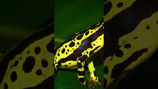 Have you HEARD about ATELOPUS FROGS atelopus frogs subscribe wildlife [upl. by Pish]