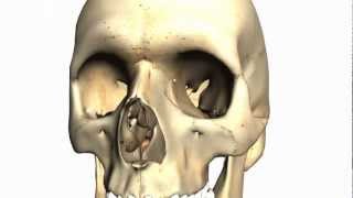 Skull tutorial 2  Bones of the facial skeleton  Anatomy Tutorial PART 1 [upl. by Marl846]