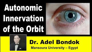 Autonomic Innervation of the Orbit Dr Adel Bondok [upl. by Aiem881]