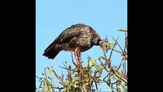 CHAJA birds faunaargentina wildlife avesargentinas aves naturalezaargentina animals nature [upl. by Cece]