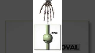 Types of synovial joints Joint anatomy and types anatomybasics jointsandbones 3danatomy [upl. by Gerstein]