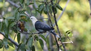 Banded Fruitdove HD [upl. by O'Grady]