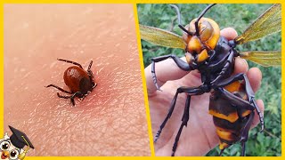 Les 10 Insectes les plus dangereux du monde [upl. by Auqenes]