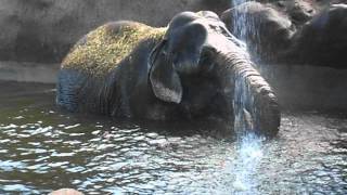 Elefante bañandose y jugando con el agua [upl. by Hertzog287]