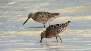 Bécassin à bec court Short bill dowitcher Limnodromus griseus Floride avril 2024 [upl. by Leumel924]