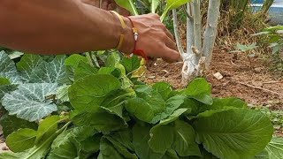 Harvesting Organic Pechay in backyard [upl. by Atirys321]