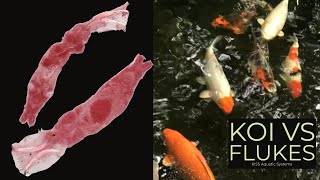 Koi vs Flukes How I Control These Common Parasites [upl. by Rebmeced]