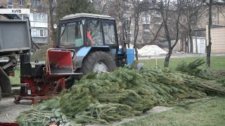 quotДруге життяquot новорічних красунь як у Києві утилізують ялинки [upl. by Selassie]