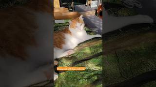 Orange cat with hyperesthesia cats cat catlover orangecat hyperesthesia catchallenge catlife [upl. by Ylsew68]