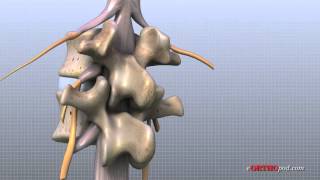 Lumbar Spine Anatomy [upl. by Joshi942]