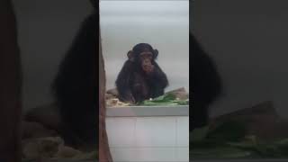 baby chimpanzee 16 [upl. by Shamus]