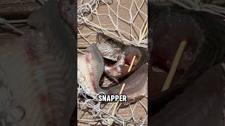 Inshore fishing and crab trapping fishing inshorefishing [upl. by Mulderig507]