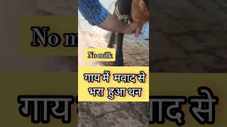 Chronic Mastitis  गाय में मवाद से भरा हुआ थन  treatment shortsviral ytshorts trending vet [upl. by Suhpoelc]