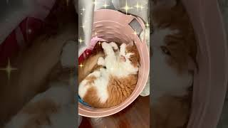 Manus Cat Sofia The Sleepiest Star on YouTube funny funnymoments mood comedy family [upl. by Itagaki]