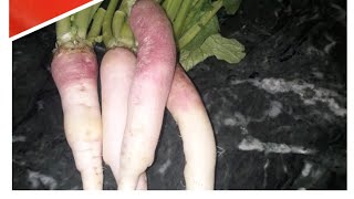 Radish Salad Simple Recipe [upl. by Grous]