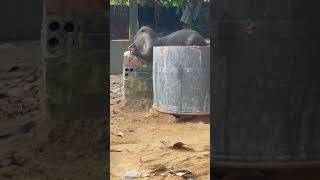 Otter Eating Fish animals [upl. by Deny]