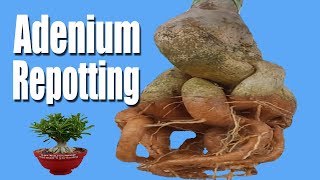 Adenium Repotting [upl. by Sanders585]