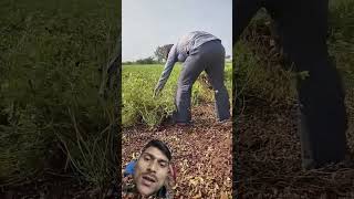 funny comedy farmer pigeon song sorts doglover [upl. by Auahsoj]