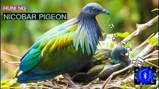 NICOBAR PIGEON SOUND philippinebirds huntsmanph [upl. by Lrem]