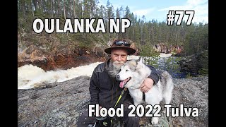 Kiutaköngäs Oulanka National Park Kuusamo 2022 Tulva [upl. by Yerkovich]