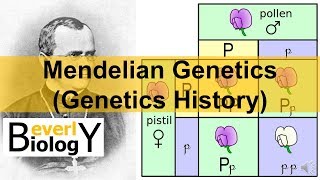 Mendelian Genetics Genetics History [upl. by Spohr]